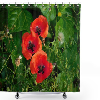 Personality  Red Or Common Poppies, Or Papaver Rhoeas, Wild Flowers In The Spring Shower Curtains
