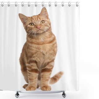 Personality  Ginger Mixed Breed Cat, 6 Months Old, Standing In Front Of White Background Shower Curtains