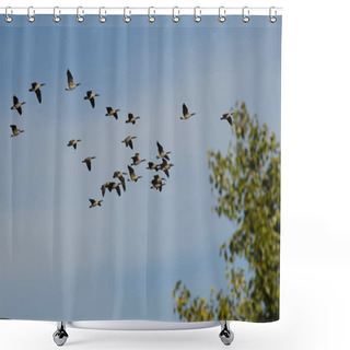 Personality  Flock Of Canada Geese Flying Past The Autumn Trees Shower Curtains