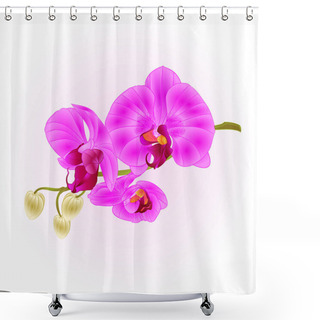 Personality  Orchid Purple Phalaenopsis Closeup Stem With Flowers And  Buds   Vintage  Vector Editable IllustrationOrchid Purple Phalaenopsis Closeup Stem With Flowers And  Buds   Vintage  Vector Editable Illustration Hand Draw Shower Curtains