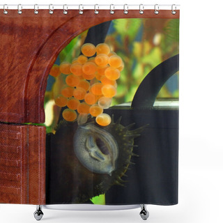 Personality  Caviar Of Fish In An Aquarium Shower Curtains