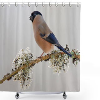 Personality  Bullfinc, Sitting On Yellow Lichen Branch Shower Curtains