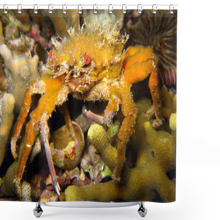 Personality  Decorator Crab Shower Curtains