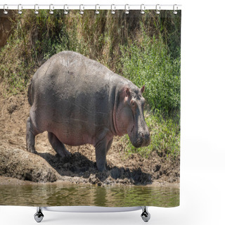 Personality  Hippo On River Bank Turns Towards Camera Shower Curtains