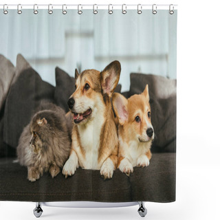 Personality  Close Up View Of Adorable Welsh Corgi Dogs And British Longhair Cat On Sofa At Home Shower Curtains