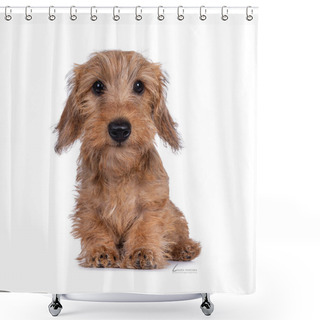 Personality  Cute Young Dachshund, Sitting, Looking At Camera With Friendly Eyes. Isolated On White Background. Shower Curtains