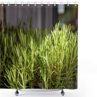 Personality  Close Up View Of Arranged Green Rosemary Plants Shower Curtains