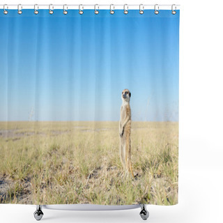 Personality  Meerkat In Veld Shower Curtains