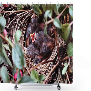 Personality  Baby Birds In A Nest Shower Curtains