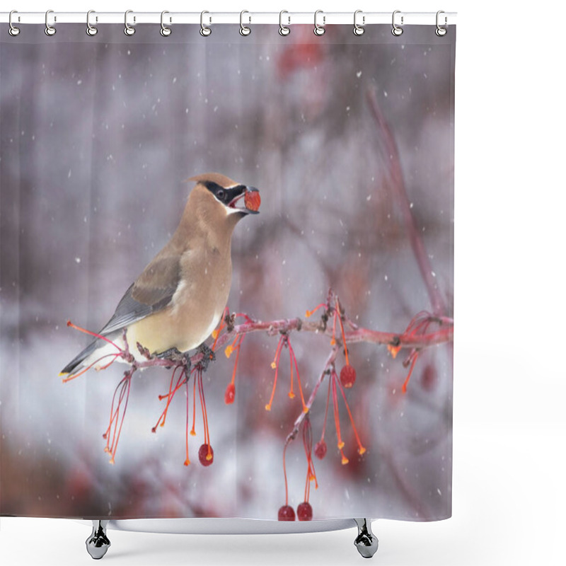 Personality  Cedar Waxwing Eating Berries From A Tree Shower Curtains