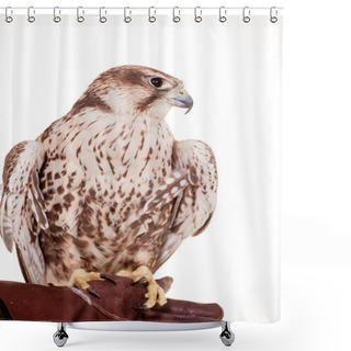 Personality  Saker Falcon Isolated On White Shower Curtains