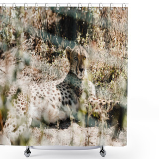 Personality  Selective Focus Of Leopard Lying On Grass Near Cage  Shower Curtains