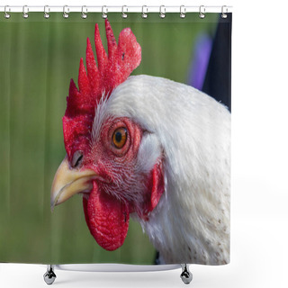 Personality  Close-up Portrait Of A Delaware Chicken Shower Curtains