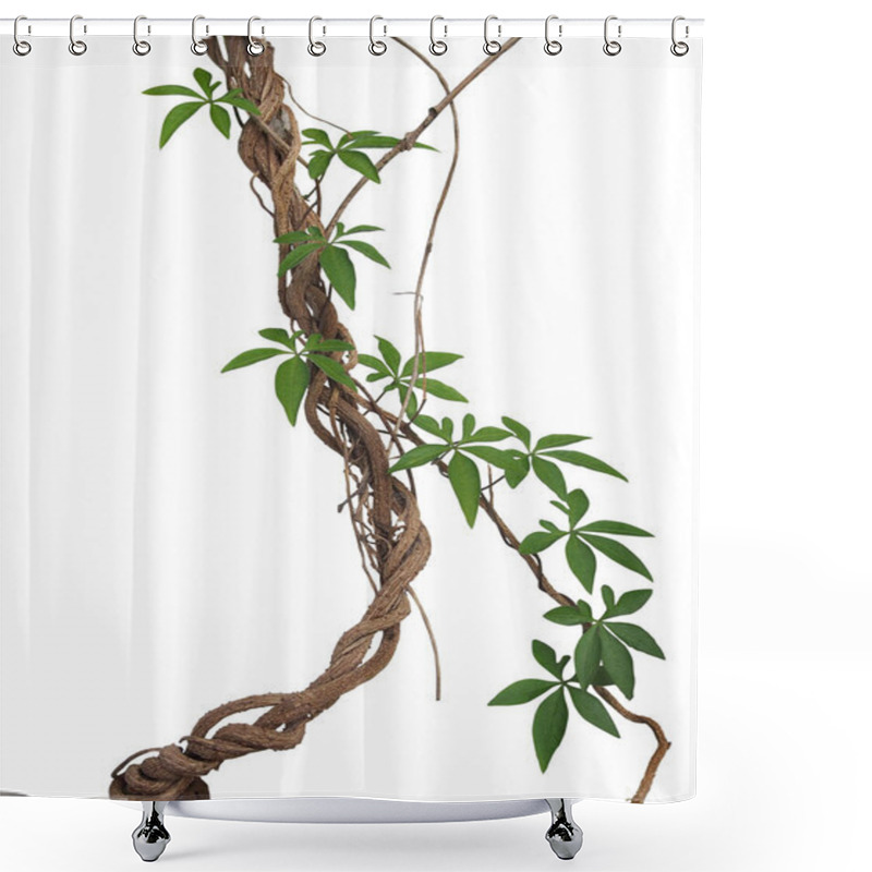 Personality  Twisted Big Jungle Vines With Leaves Of Wild Morning Glory Liana Plant Isolated On White Background, Clipping Path Included. Shower Curtains