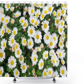 Personality  White Chamomile Bush For Herbal Medicine Is Also An Argyranthemum, Marguerite Daisy And Chrysanthemum Variety Grown In The Garden Shower Curtains