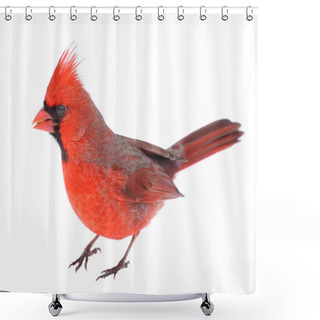 Personality  Cardinal Isolated Shower Curtains