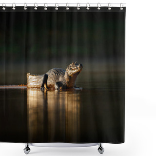 Personality  Gold Crocodile In The Dark Water Shower Curtains