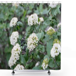 Personality  Cornus Sanguinea, Common Dogwood,  Bloody Dogwood White Flowers  Shower Curtains