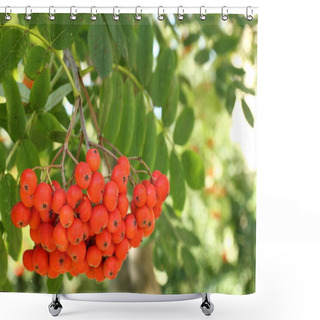 Personality  Rowan Berries On A Tree Shower Curtains