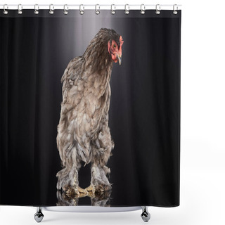 Personality  Purebred Farm Chicken With Brown Feathers Standing On Dark Grey Shower Curtains