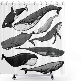 Personality  Set Of Hand Drawn Whales Shower Curtains