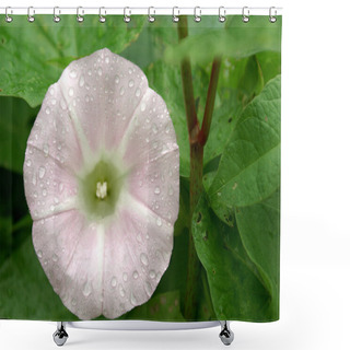 Personality  Convolvulus Flowers On Green Background Shower Curtains