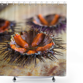 Personality  Fresh Sea Urchins Shower Curtains