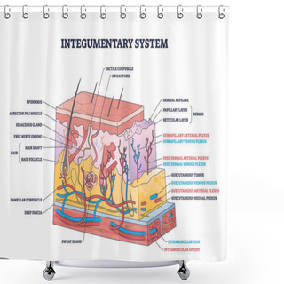 Personality  Integumentary System With Epidermis Surface Layer Structure Outline Diagram. Labeled Educational Scheme With Skin Section And Hairs, Dermis Or Subcutaneous Physiological Parts Vector Illustration. Shower Curtains