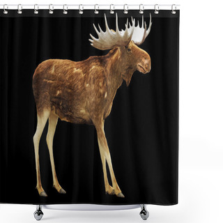 Personality  Moose Isolated On Black Shower Curtains