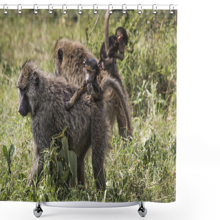 Personality  Baboon Mother Walking Through The Savannah With Its Baby On The  Shower Curtains
