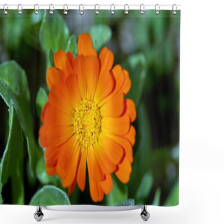 Personality  Closeup Of A Marigold Flower Outdoor Shower Curtains