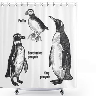 Personality  Birds Set. Waterfowl Birds. African Spectacled Penguin, Arctic King Penguin And Puffin. Black Sketch Of Animal On A White Background. Vintage Engraving. Vector Illustration. Isolated Images. Wildlife Shower Curtains