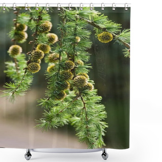 Personality  Branch Of Larch Tree With Needles And Cones In Summer In Park Shower Curtains