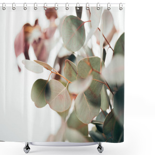 Personality  Selective Focus Of Green Eucalyptus Leaves Isolated On White Shower Curtains
