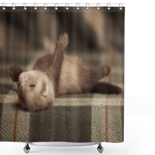 Personality  Seven Weeks Old Ferret Baby Shower Curtains