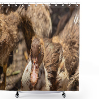 Personality  Brown Muscovy Ducks In The Barnyard, Lots Of Poultry, Herd Of Ducks. High Quality Photo Shower Curtains