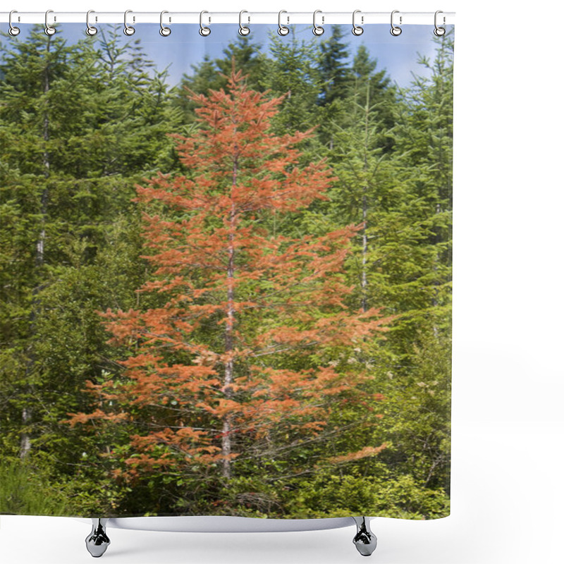 Personality  Diseased Tree In Forest Shower Curtains