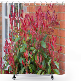 Personality  Photinia Red Tip (redtip) Ornamental Shrub Or Tree With Bright Red And Green Foliage In A UK Garden In Spring Shower Curtains