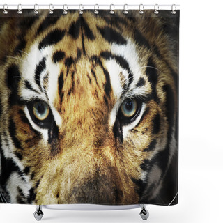 Personality  Eyes Of Aggressive Tiger Shower Curtains