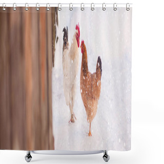 Personality  Main Rooster Boss Portrait.Cock In Winter, Snow Shower Curtains