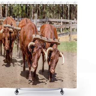 Personality  Historical Way Of Hauling Timber A Bullock Team Shower Curtains