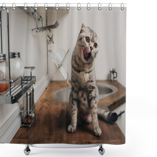 Personality  Cute Grey Scottish Fold Cat Sitting On Kitchen Counter And Licking Nose Shower Curtains