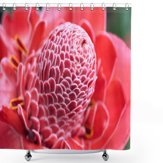 Personality  Plant From Jungle Torch Ginger, Phaeomeria Magnifica Shower Curtains