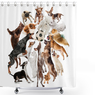 Personality  Creative Collage Of Different Breeds Of Dogs On White Background Shower Curtains