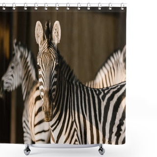 Personality  Close Up View Of Beautiful Striped Zebras At Zoo Shower Curtains