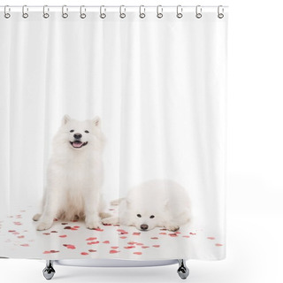 Personality  Two Samoyed Dogs With Heart Shaped Confetti On White, Valentines Day Concept Shower Curtains