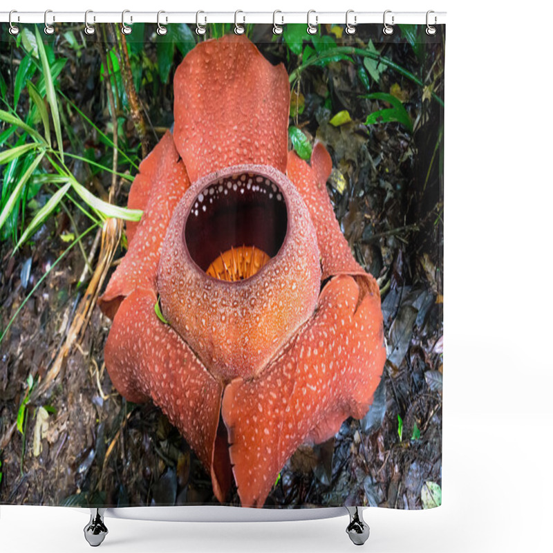 Personality  Rafflesia  Shower Curtains