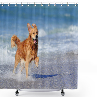 Personality  Young Golden Retriever Running On The Beach Shower Curtains