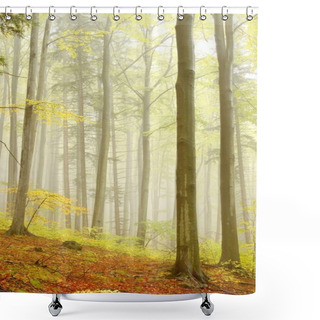 Personality  Picturesque Beech Forest Shower Curtains