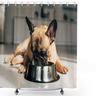 Personality  Cute And Hungry French Bulldog Lying And Looking At Bowl At Home Shower Curtains